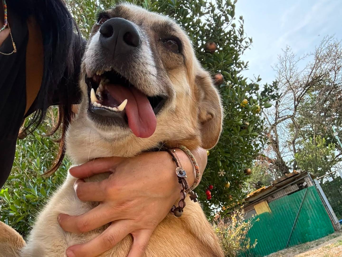 Vuoi adottare un cane a Pavia?