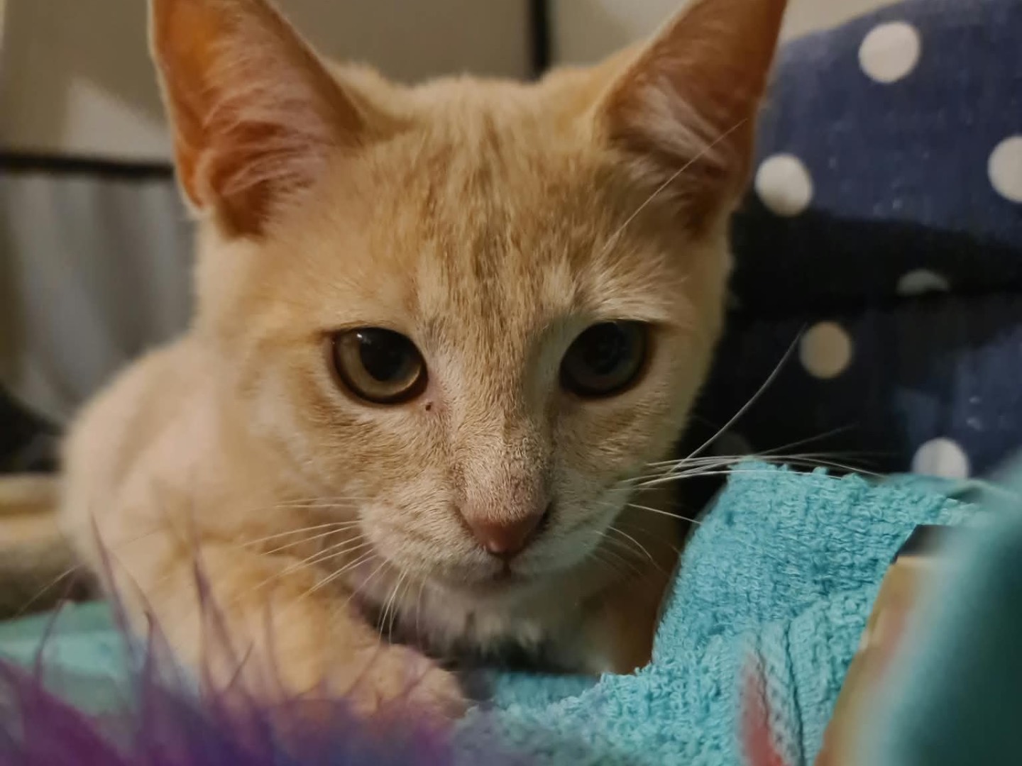 Adozione gatto, maschio, Razza sconosciuta Razza sconosciuta, 4 mesi, taglia non valida, Trento