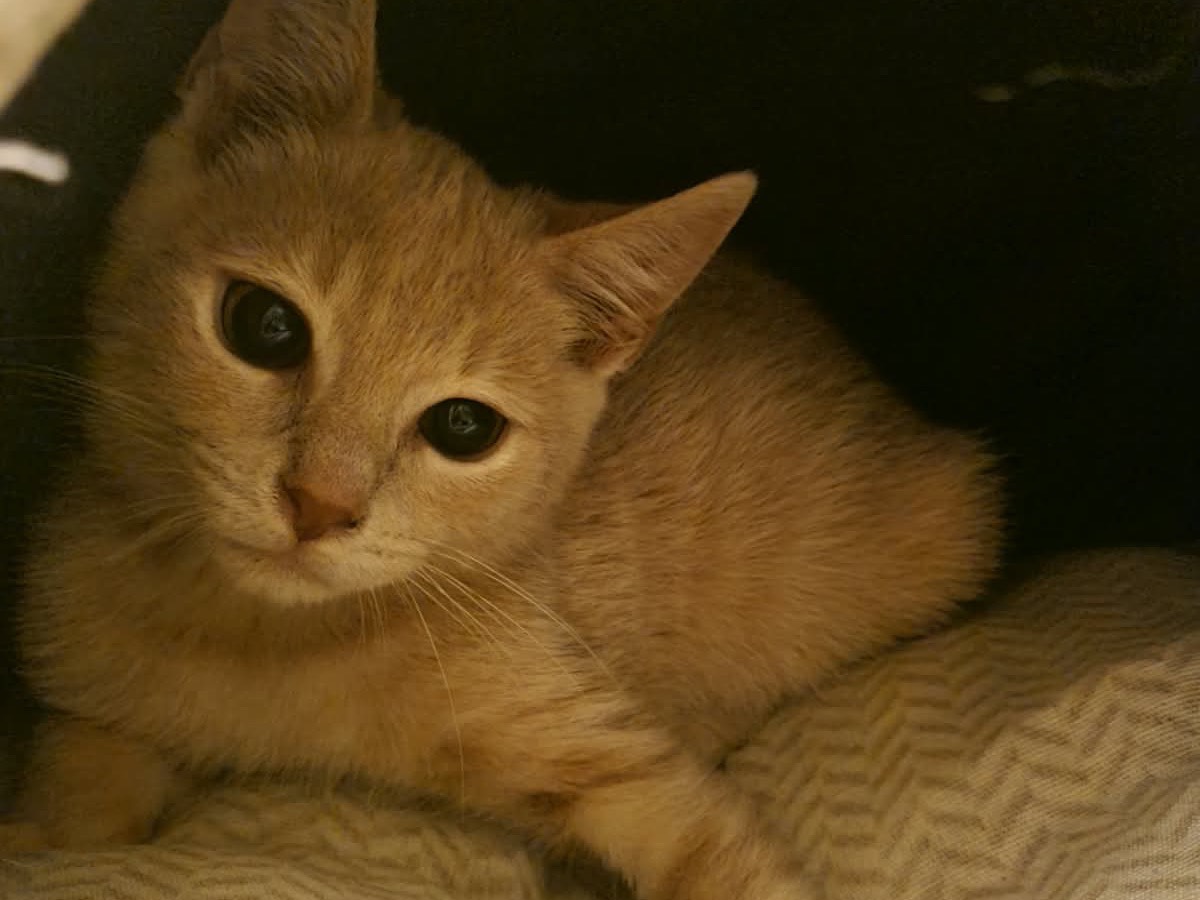 Adotta un gatto, maschio, 4 mesi, Trento