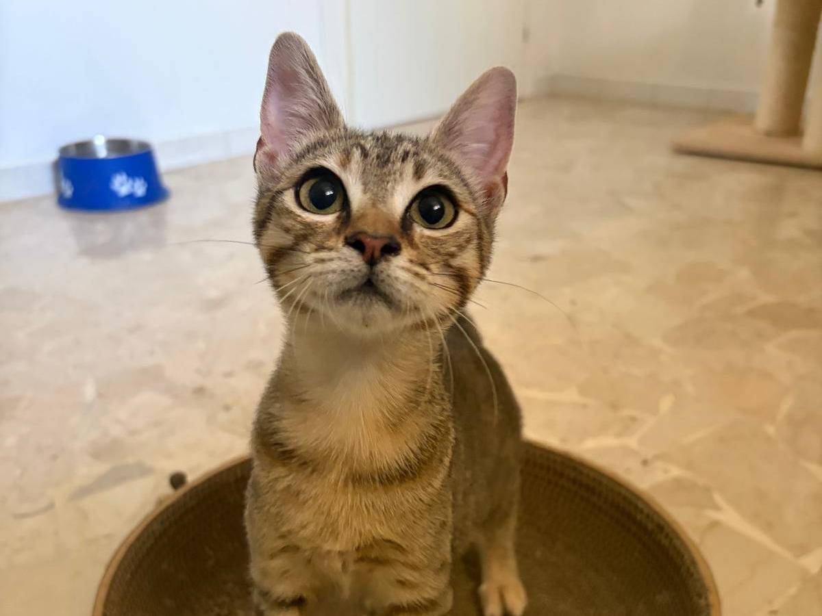 Adotta un gatto, femmina, 7 mesi, Milano