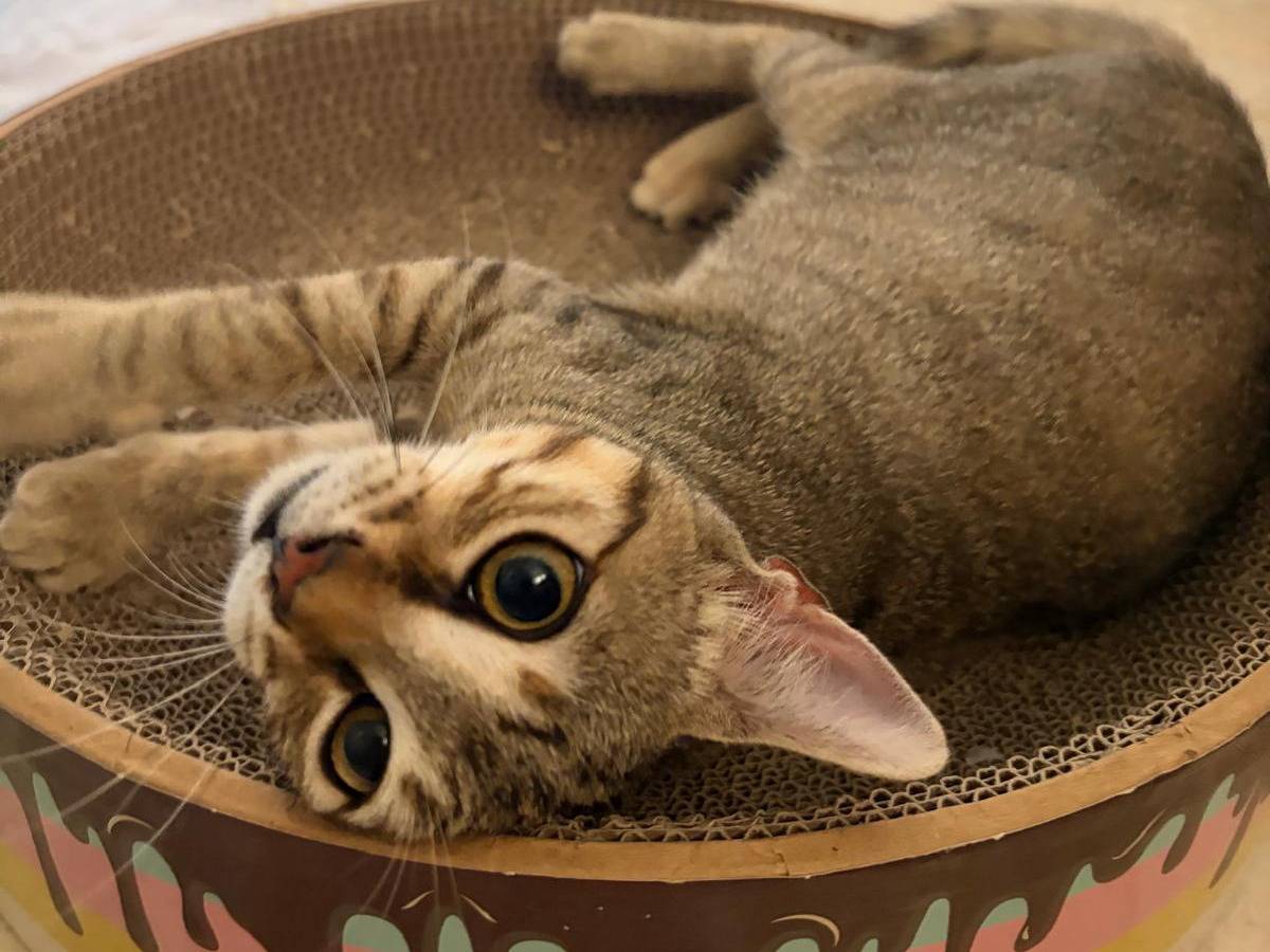 Adotta un gatto, taglia non valida, femmina, Milano