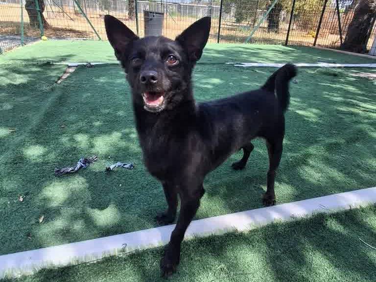 Adotta un cane, maschio, 5 anni e 7 mesi, Padova