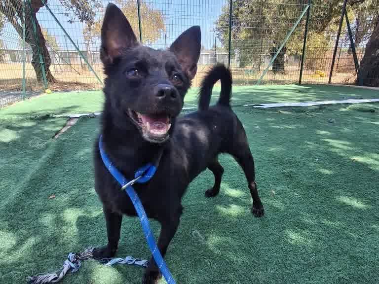 Adotta un cane, taglia piccola, maschio, Padova