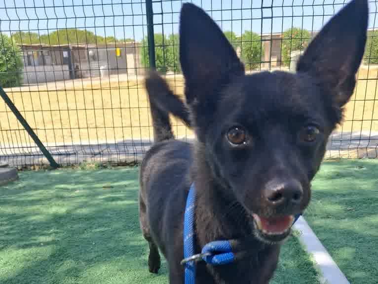 Vuoi adottare un cane a Padova?