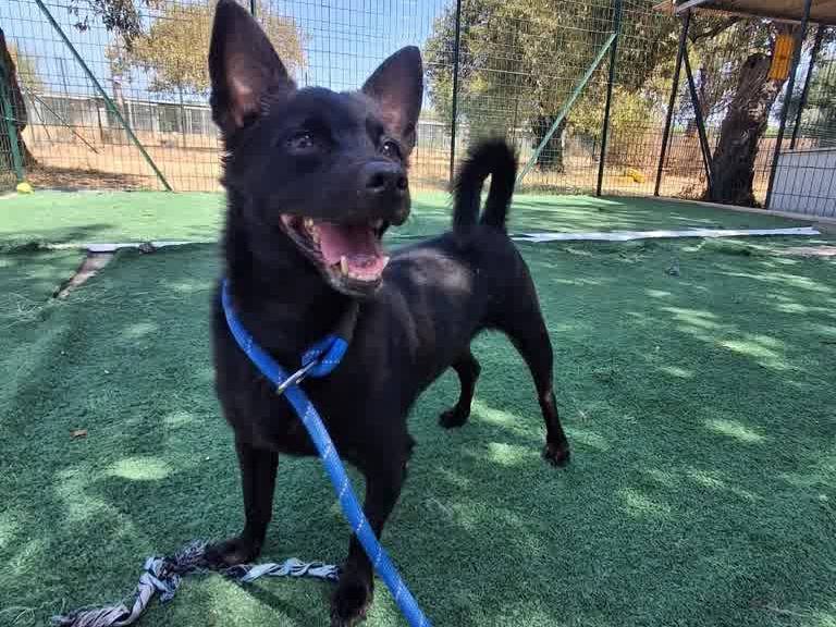 Adozione cane, maschio, Pinscher Razza sconosciuta, 5 anni e 7 mesi, taglia piccola, Padova