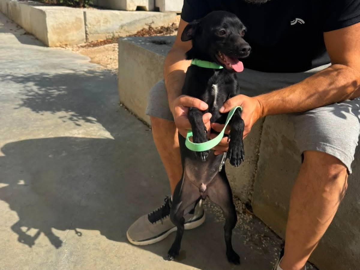 Adotta un cane, taglia piccola, maschio, Milano