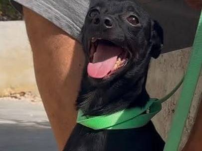 Adotta un cane, maschio, 1 anno e 6 mesi, Milano