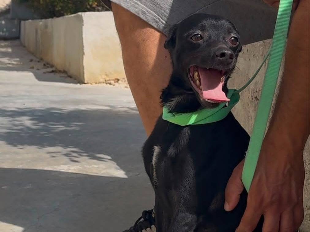 Vuoi adottare un cane a Milano?