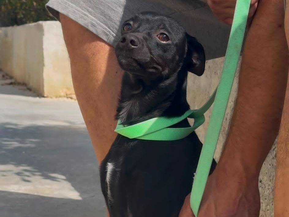 Adozione cane, maschio, Pinscher Razza sconosciuta, 1 anno e 6 mesi, taglia piccola, Milano