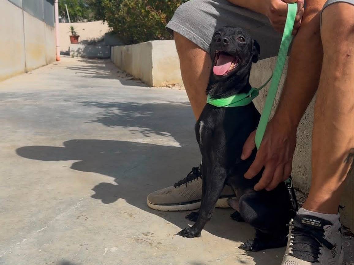 Adotta il cane Remo a Milano