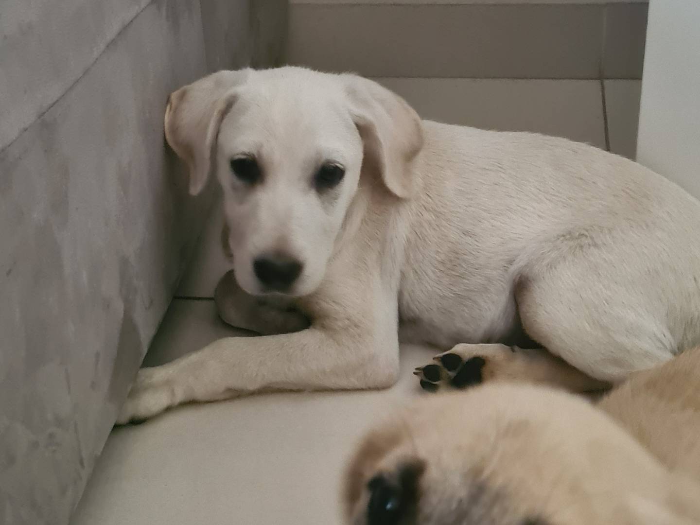 Adotta un cane, femmina, 3 mesi, Reggio