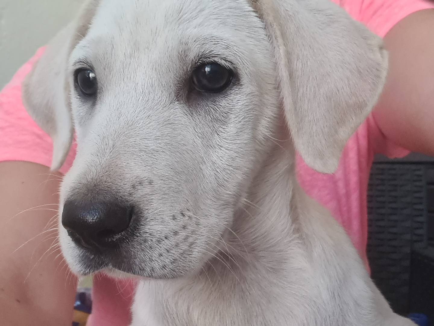 Adotta un cane, taglia media, femmina, Reggio