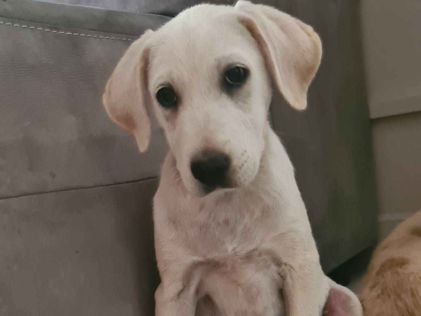 Vuoi adottare un cane a Reggio?