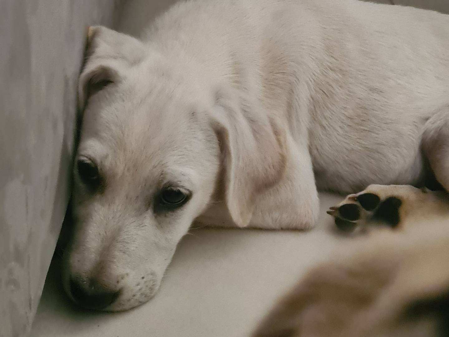 Adotta il cane Seta a Reggio