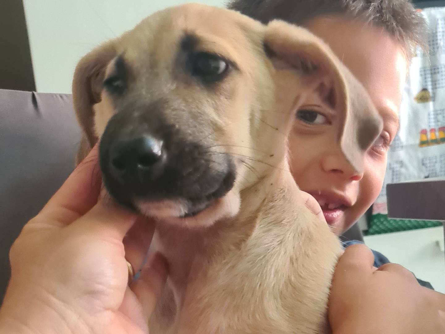 Vuoi adottare un cane a Reggio?
