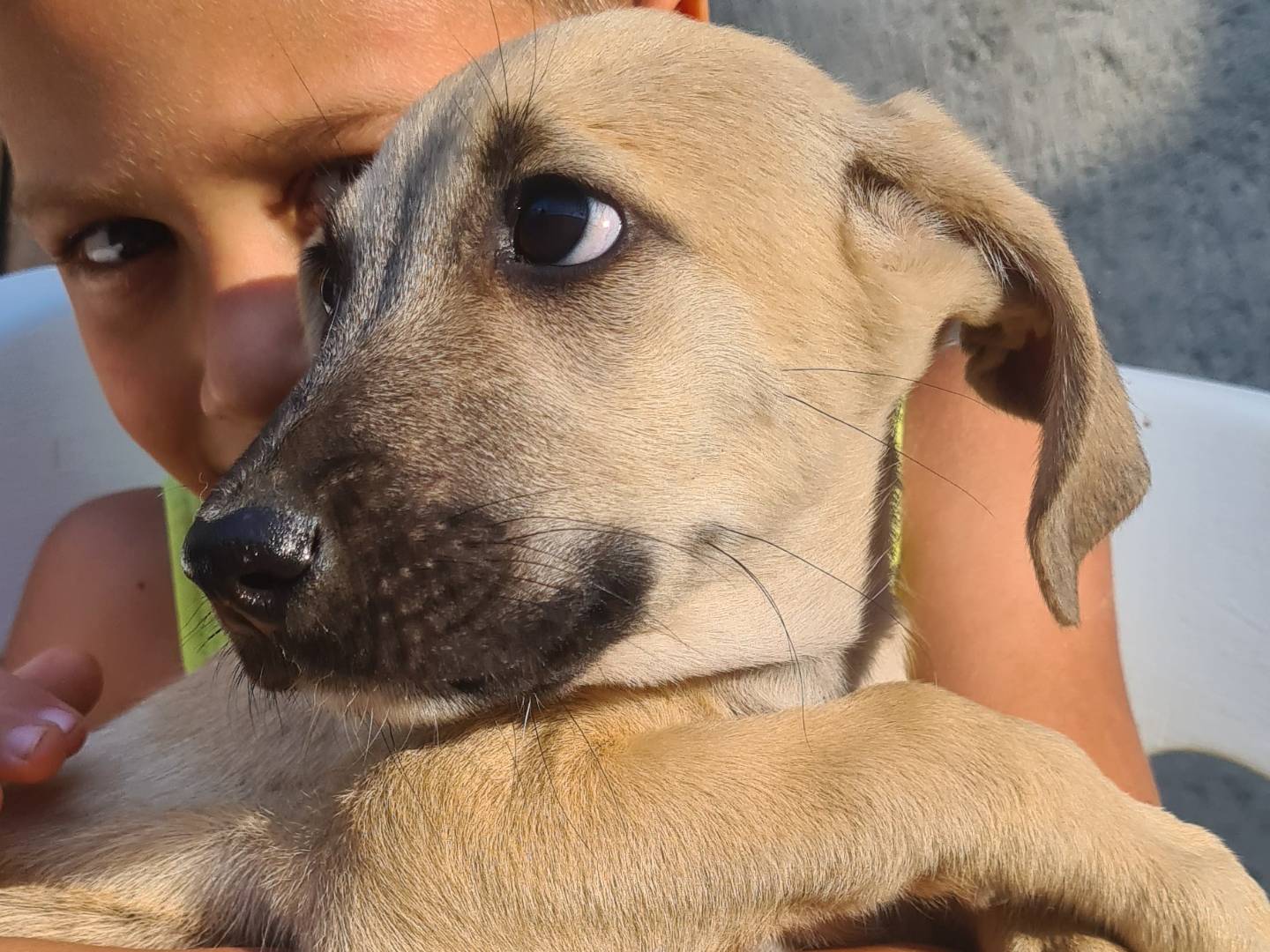 Adotta il cane Ariel a Reggio