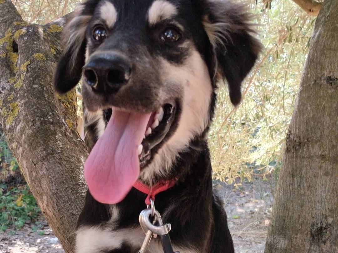Adozione cane, maschio, Razza sconosciuta Razza sconosciuta, 7 mesi, taglia media, Vibo