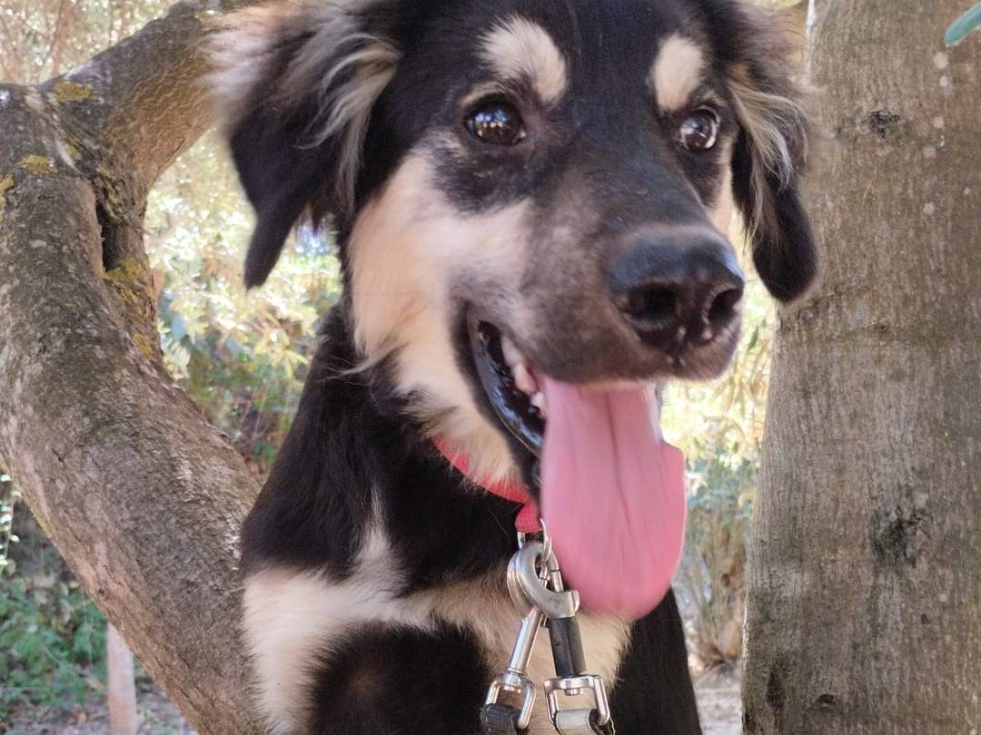 Adotta un cane, maschio, 7 mesi, Vibo