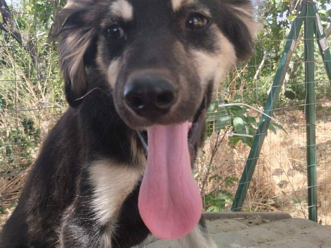Adotta un cane, taglia media, maschio, Vibo