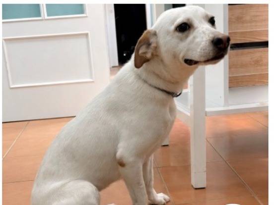Adozione cane, femmina, Razza sconosciuta Razza sconosciuta, 1 anno e 3 mesi, taglia media contenuta, Milano