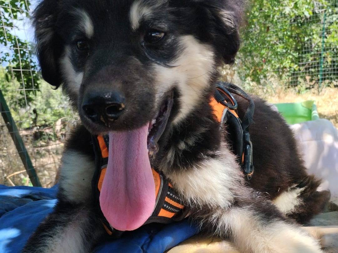 Vuoi adottare un cane a Vibo?