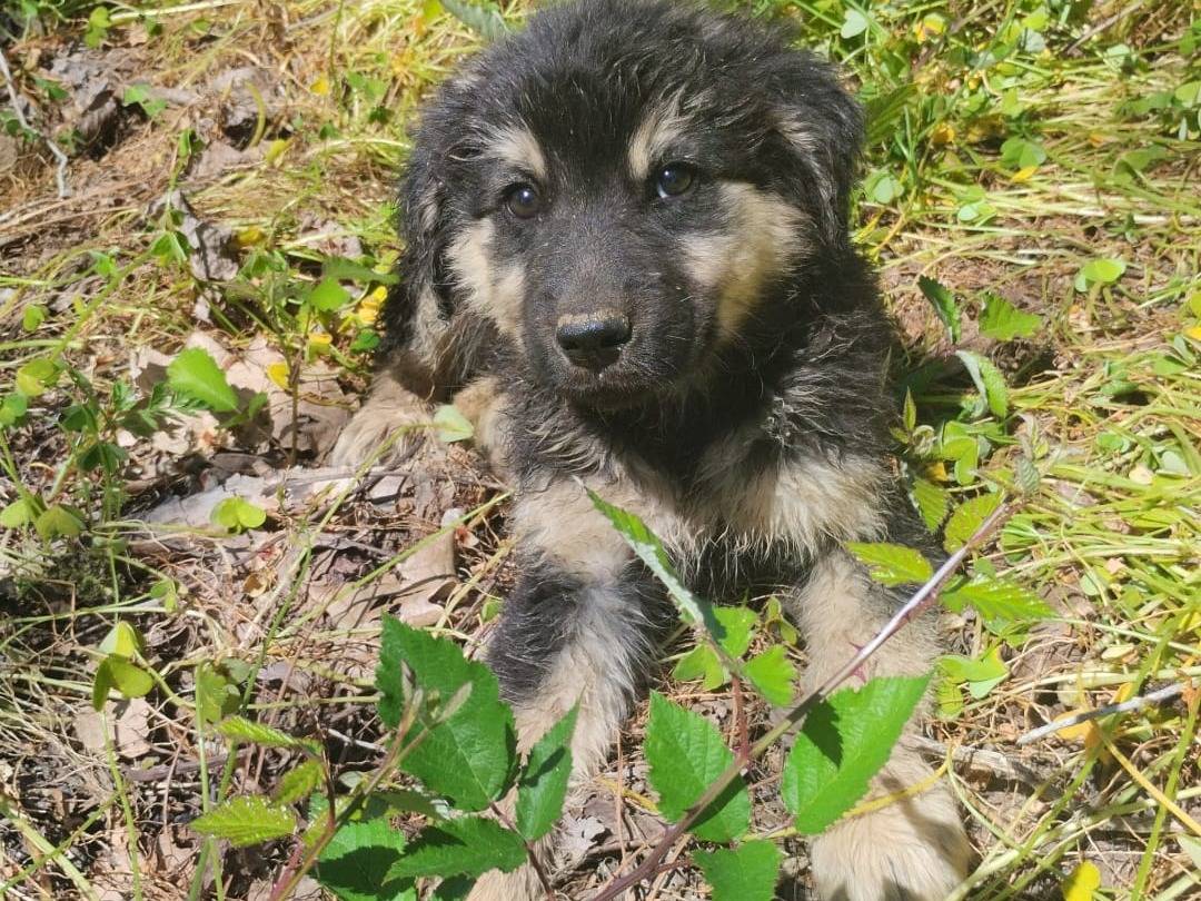 Adotta il cane Elian a Vibo