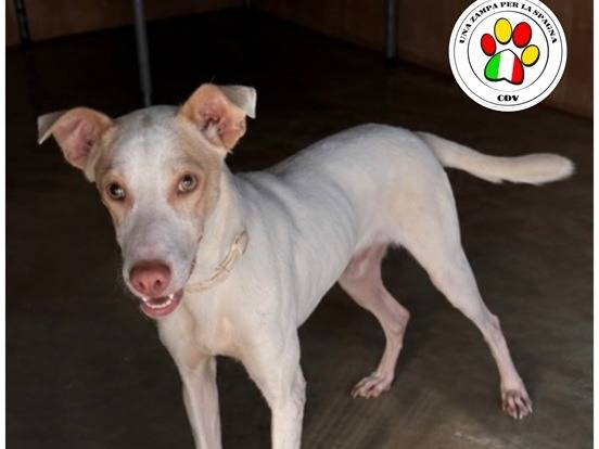 Adozione cane, maschio, Razza sconosciuta Razza sconosciuta, 3 anni, taglia piccola, Milano