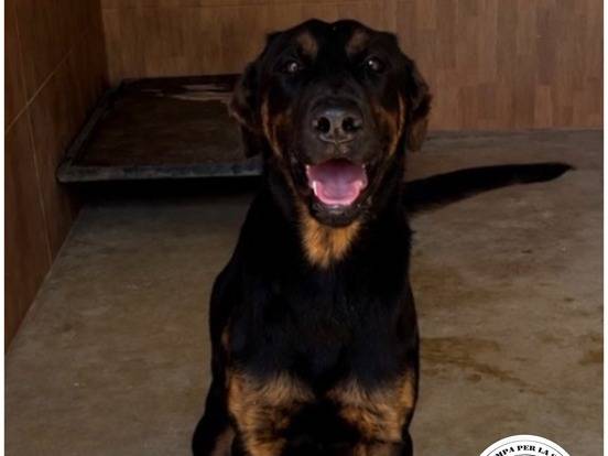 Adozione cane, maschio, Razza sconosciuta Razza sconosciuta, 1 anno e 3 mesi, taglia media, Milano