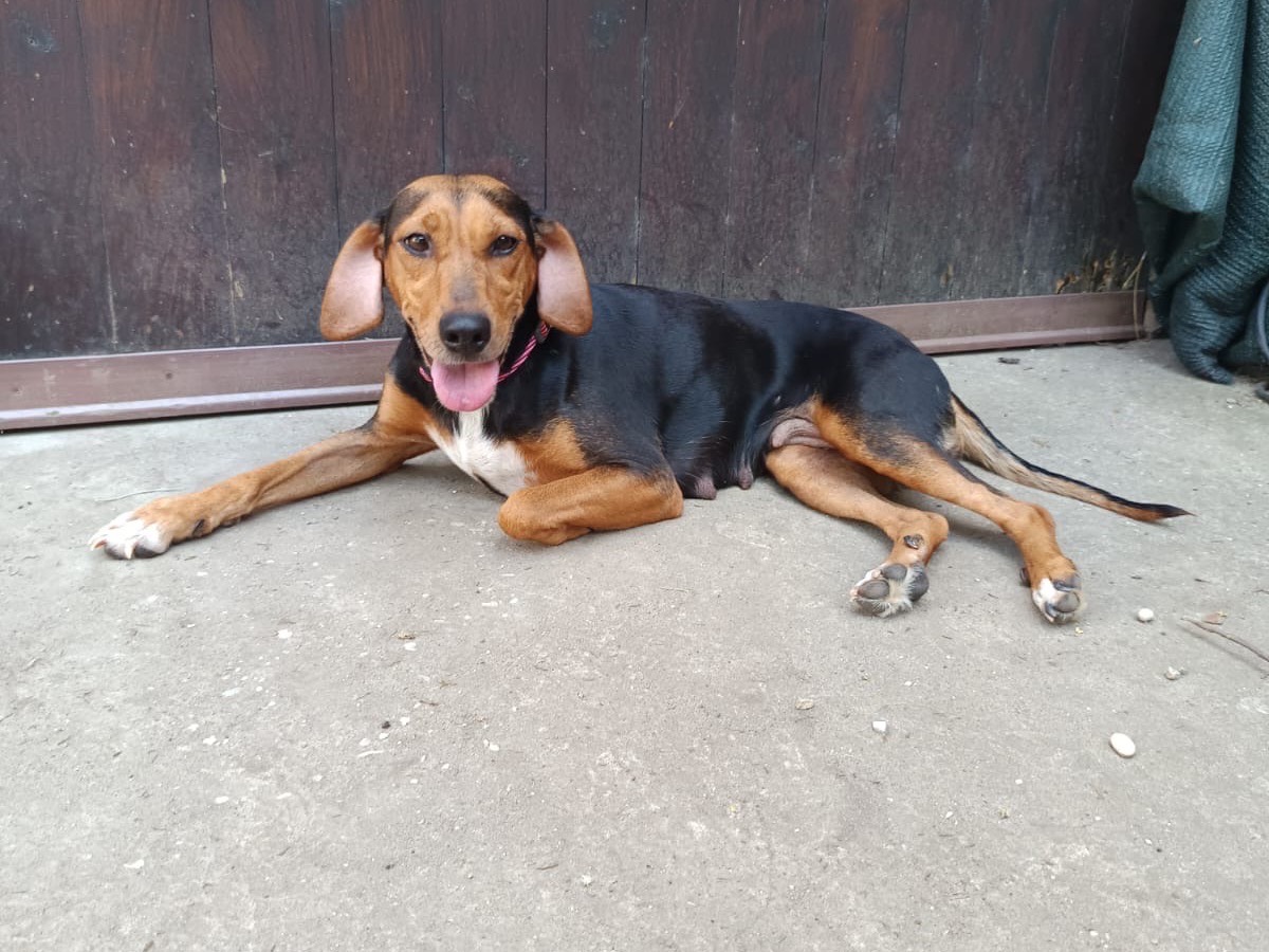 Vuoi adottare un cane a Ferrara?