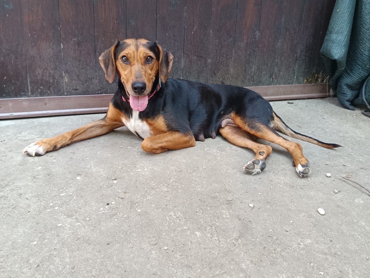 Adotta il cane PENNY a Ferrara