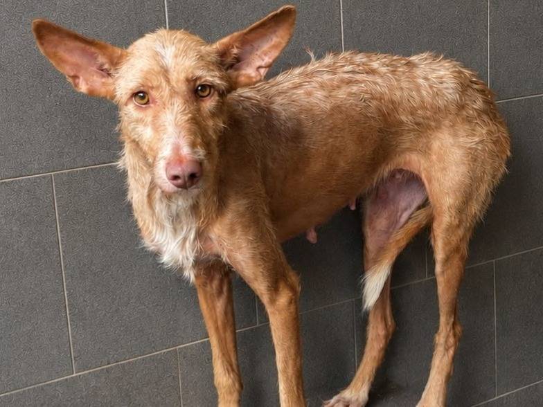 Adozione cane, femmina, Razza sconosciuta Razza sconosciuta, 4 anni e 1 mese, taglia media contenuta, Milano