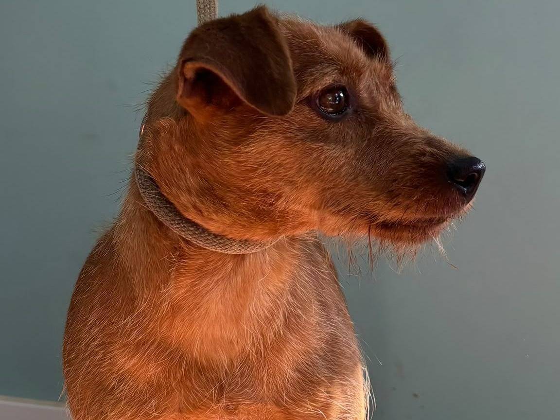 Adozione cane, femmina, Razza sconosciuta Razza sconosciuta, 4 anni e 10 mesi, taglia piccola, Milano