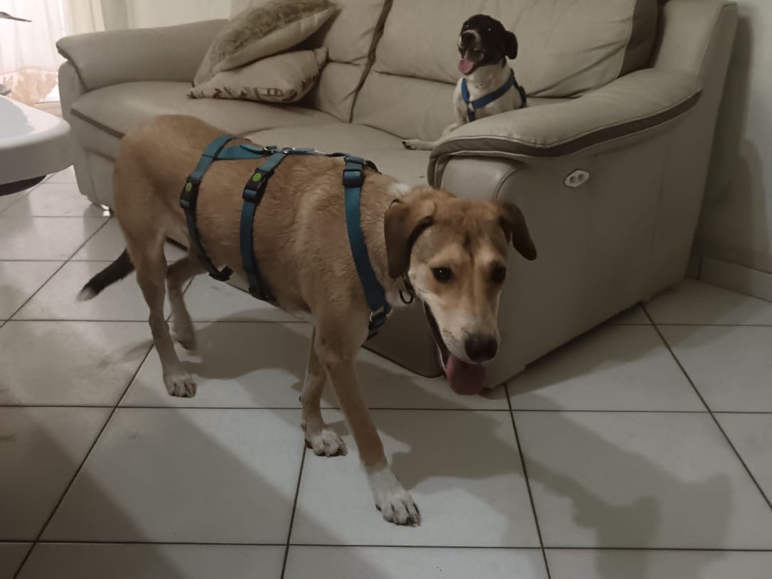 Adozione cane, maschio, Segugio Segugio, 2 anni e 2 mesi, taglia media, Modena
