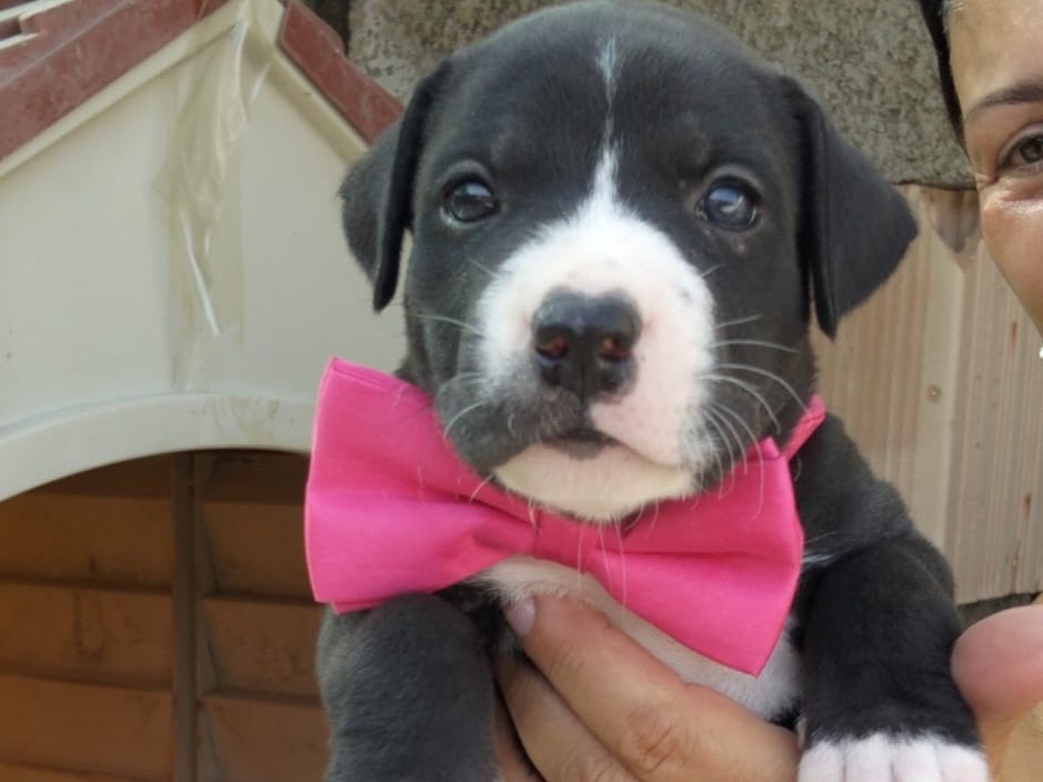 Adozione cane, femmina, Razza sconosciuta Razza sconosciuta, 2 mesi, taglia media, Ragusa