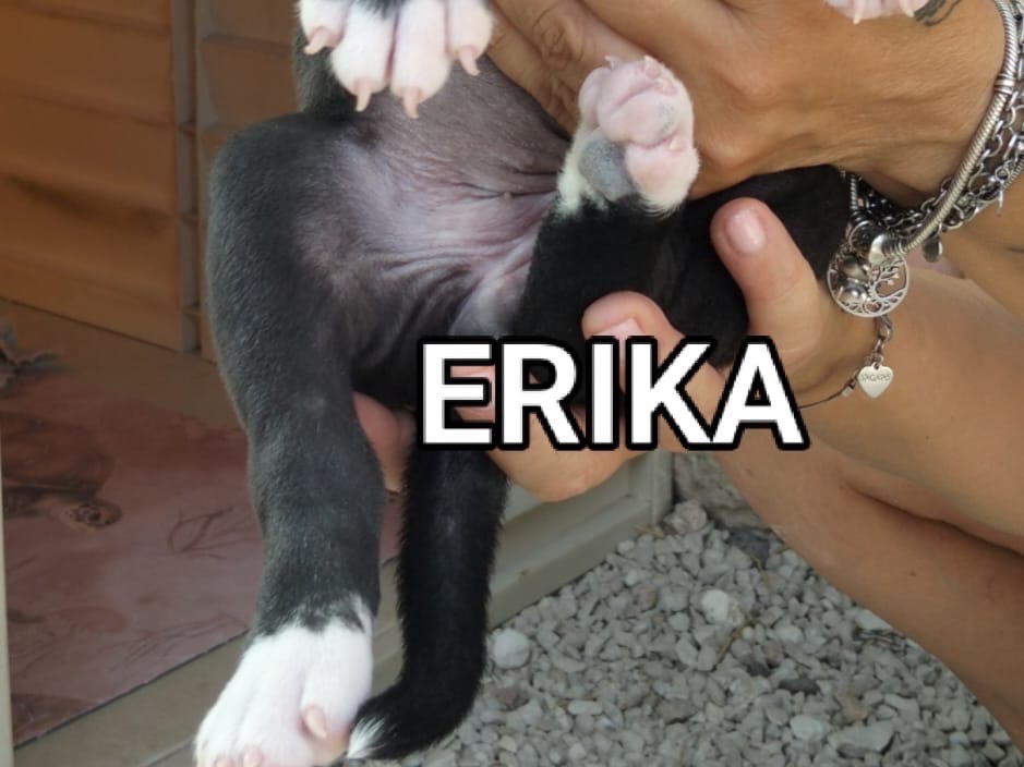 Adotta un cane, femmina, 2 mesi, Ragusa