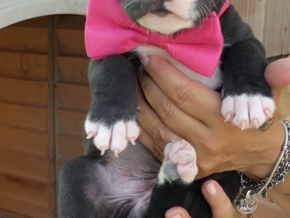 Adotta un cane, taglia media, femmina, Ragusa
