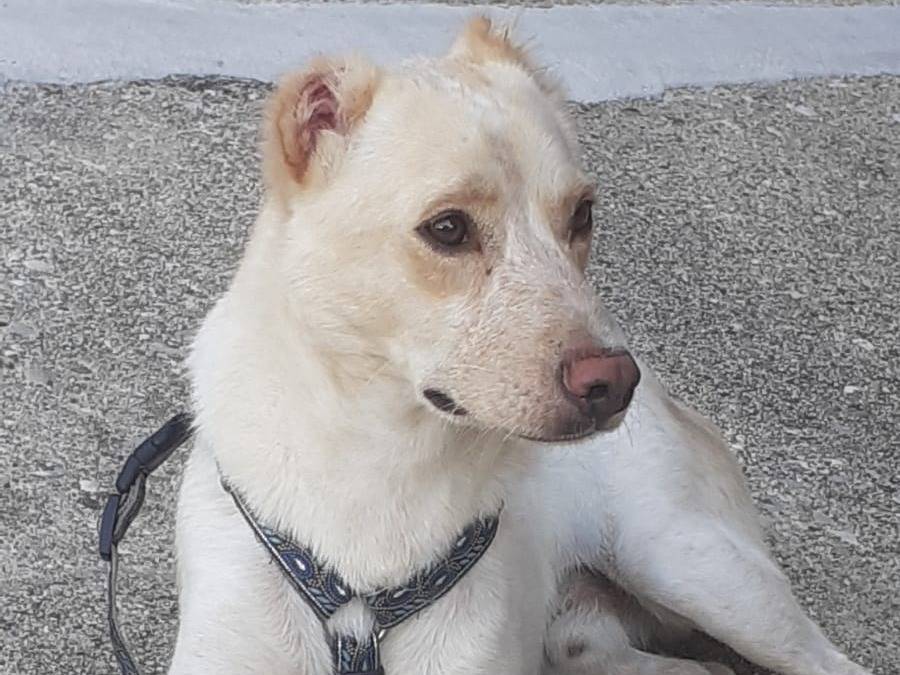 Adozione cane, maschio, Razza sconosciuta Razza sconosciuta, 2 anni e 1 mese, taglia media contenuta, Udine