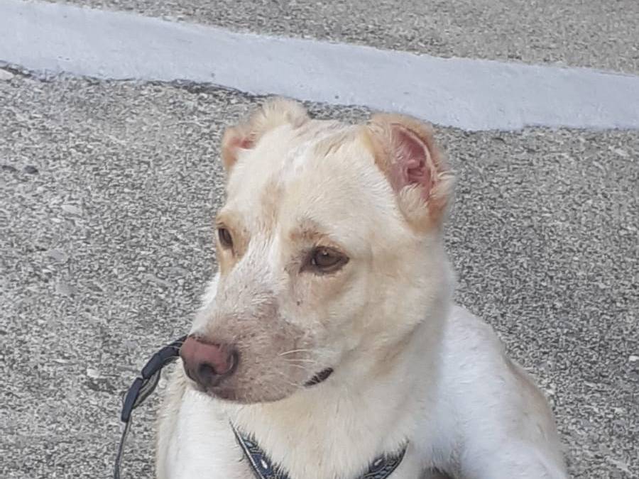 Adotta un cane, maschio, 2 anni e 1 mese, Udine