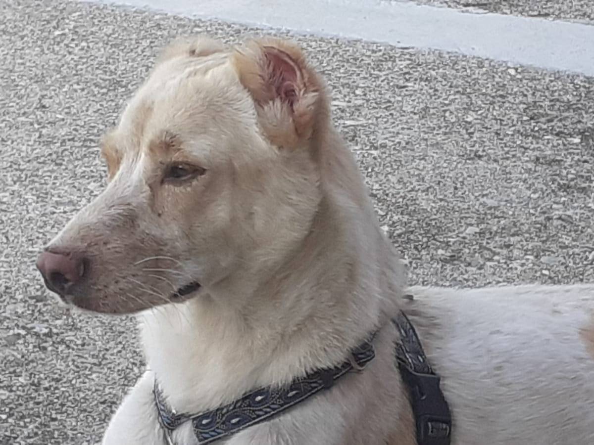 Adotta un cane, taglia media contenuta, maschio, Udine
