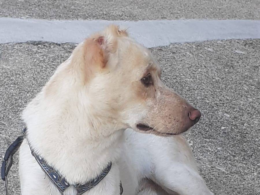 Vuoi adottare un cane a Udine?