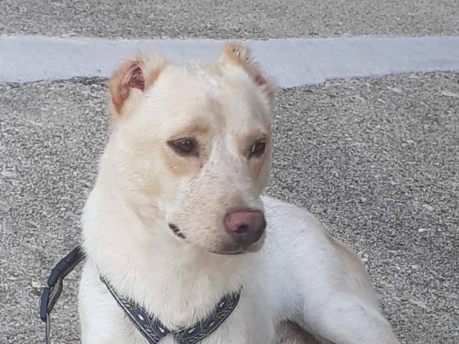 Adotta il cane Shot a Udine