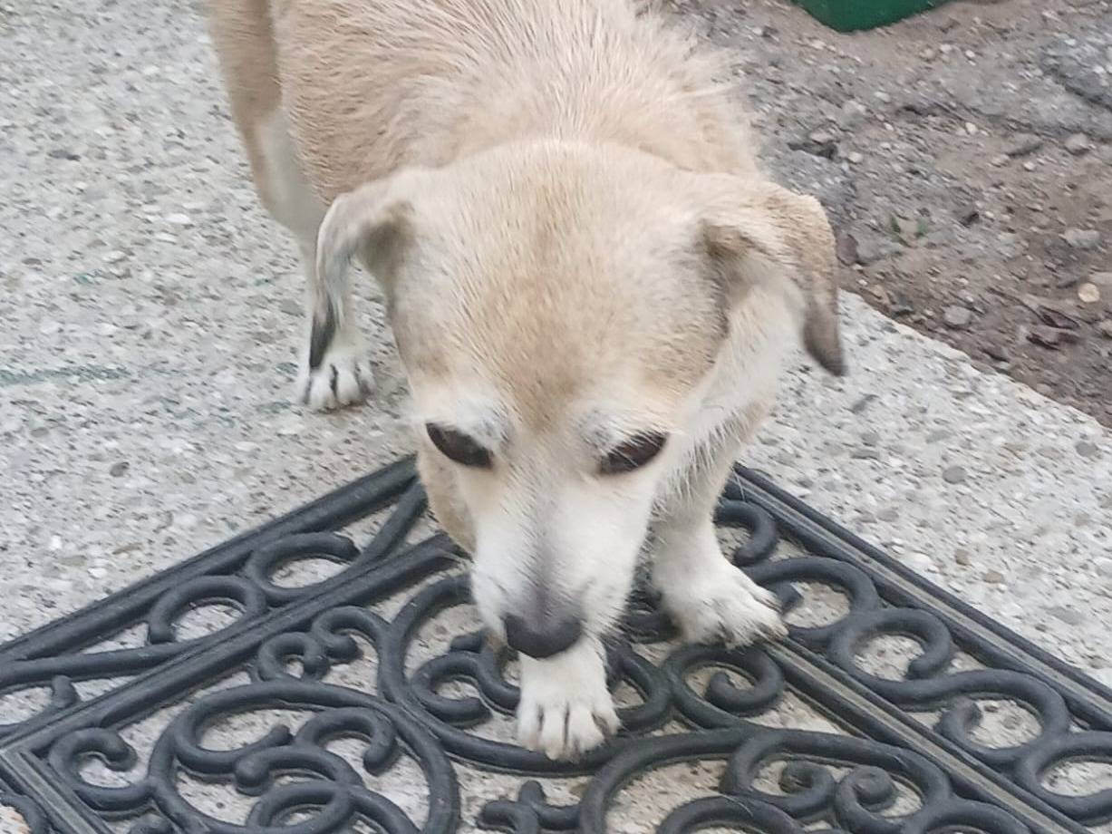 Adotta un cane, maschio, 2 anni e 1 mese, Udine