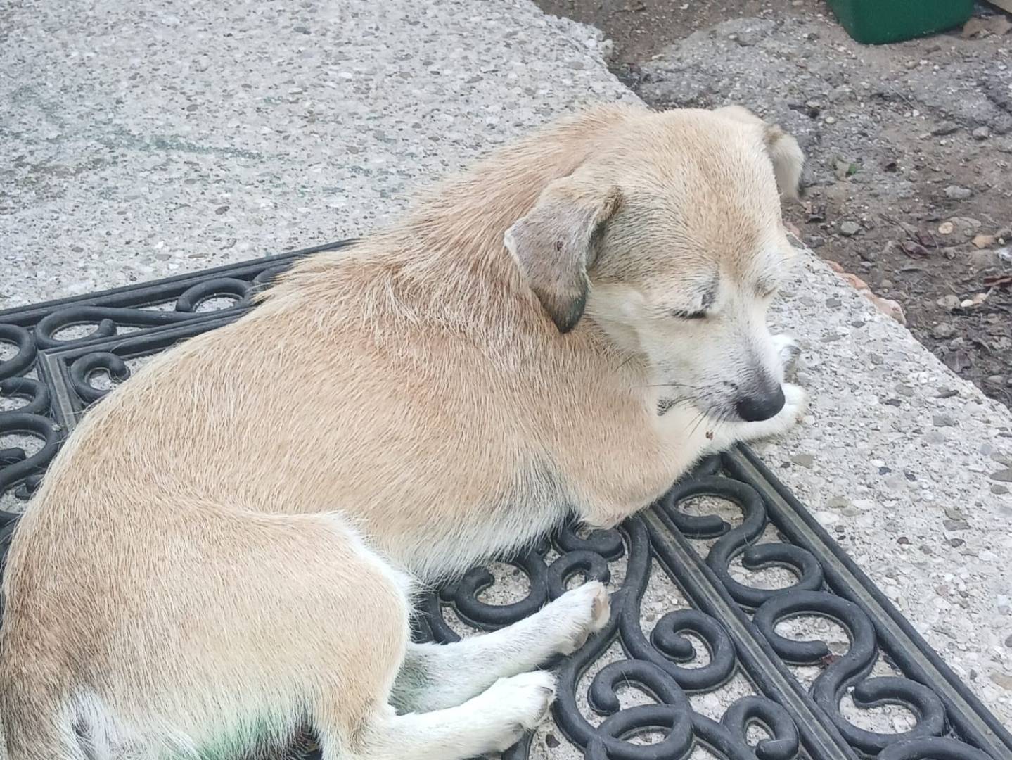 Adotta un cane, taglia piccola, maschio, Udine