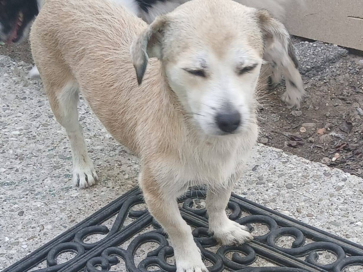 Vuoi adottare un cane a Udine?