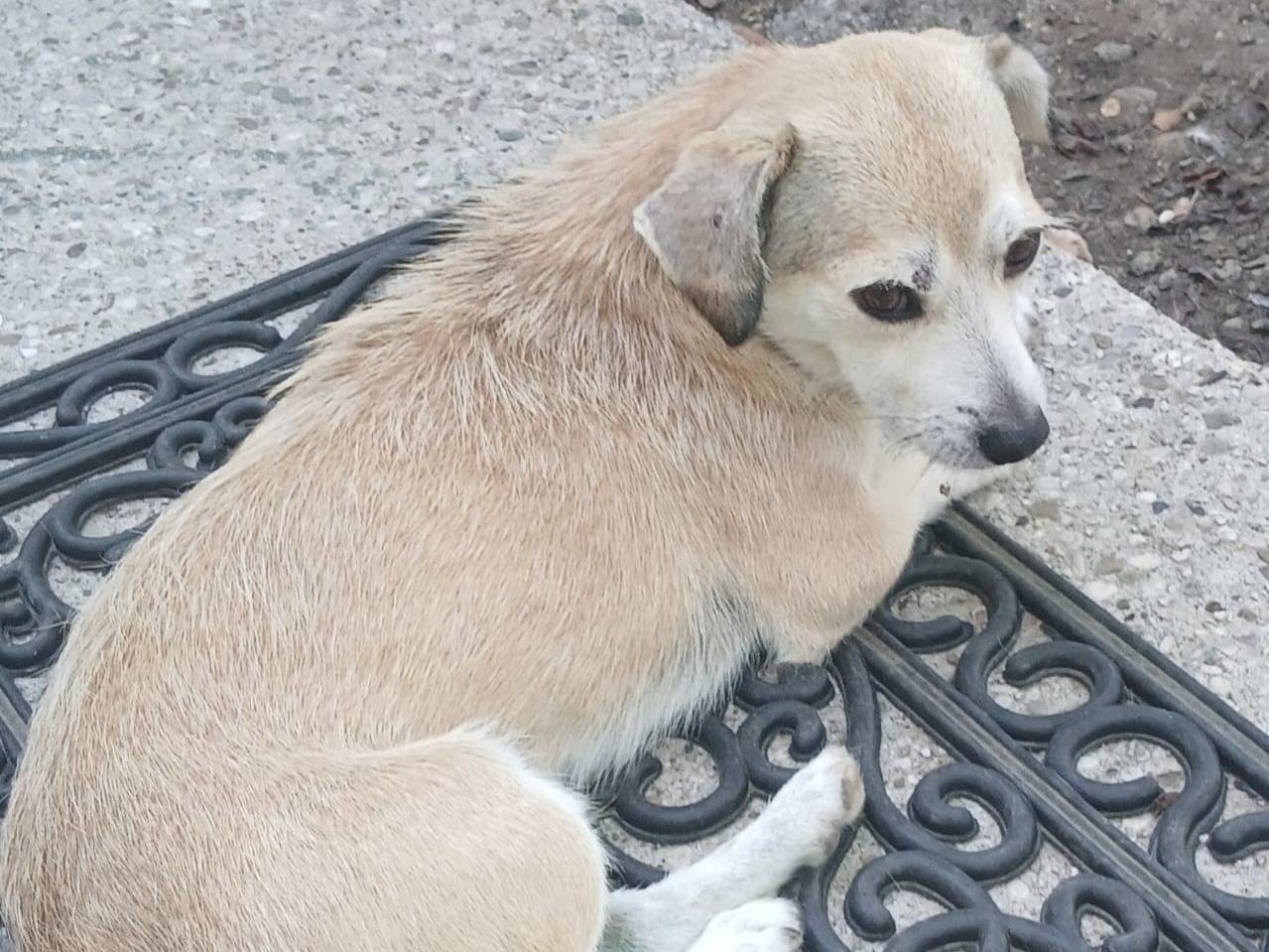 Adozione cane, maschio, Razza sconosciuta Razza sconosciuta, 2 anni e 1 mese, taglia piccola, Udine