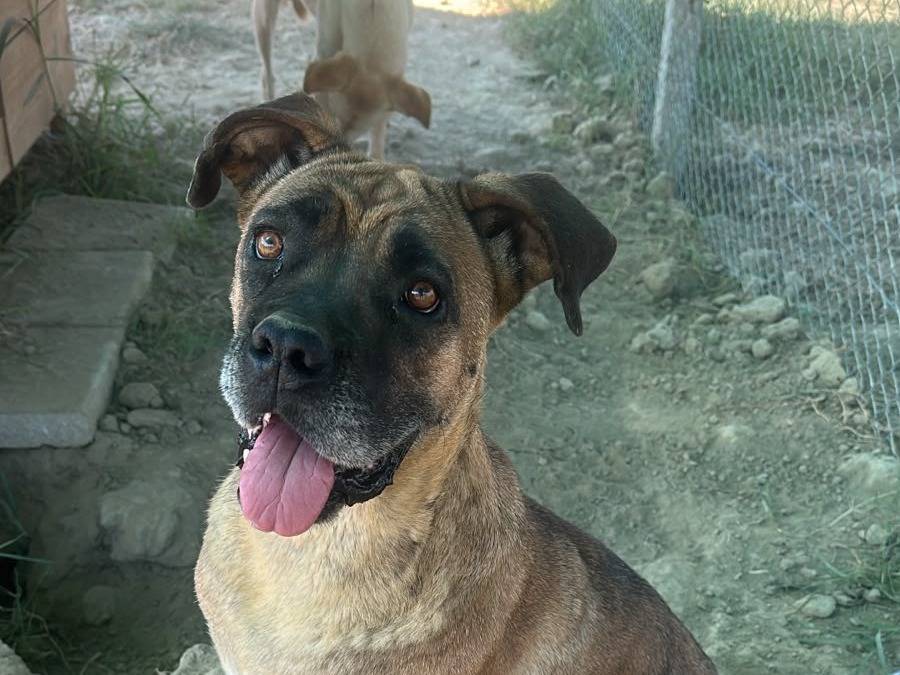 Adozione cane, femmina, Boxer Razza sconosciuta, 5 anni, taglia grande, Udine