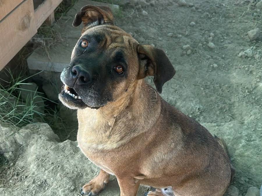 Adotta un cane, femmina, 5 anni, Udine