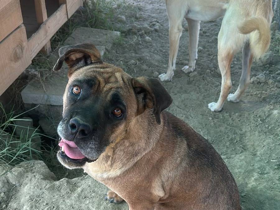 Adotta un cane, taglia grande, femmina, Udine