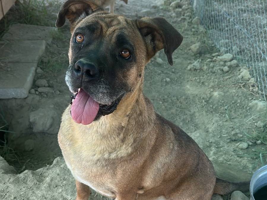 Vuoi adottare un cane a Udine?