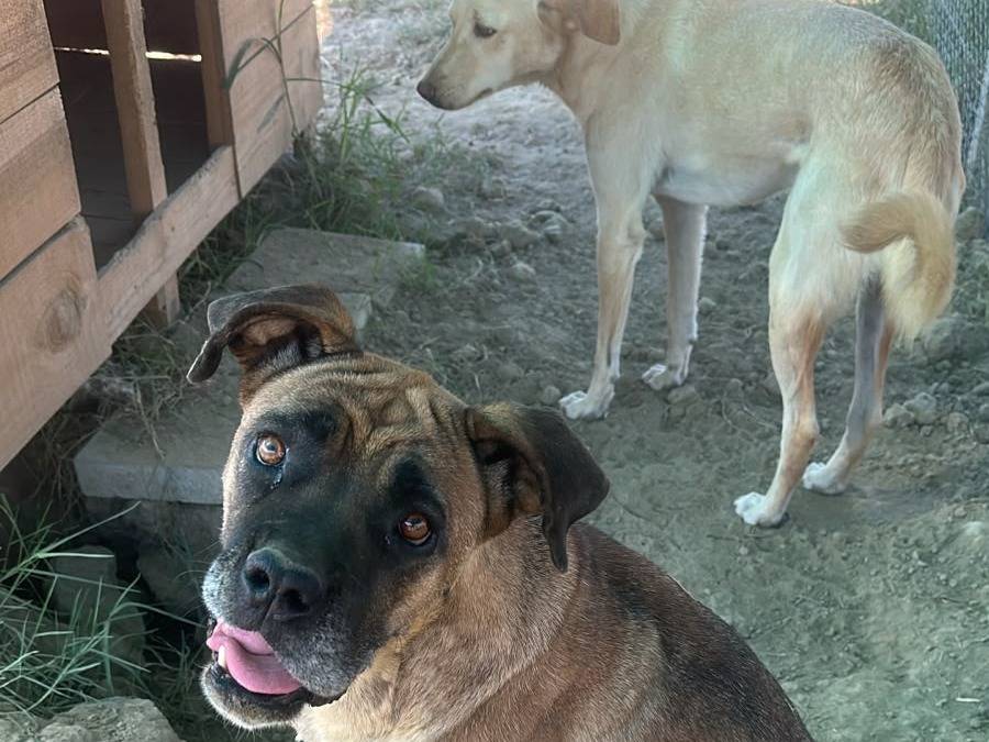 Adotta il cane Brandy a Udine
